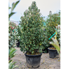 Prunus lusitanica Angustifolia | 205 cm