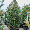 Prunus lusitanica Angustifolia | 205 cm