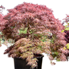 De Acer palmatum dissectum Ornatum | 215 cm