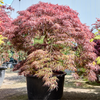 De Acer palmatum dissectum Ornatum | 215 cm