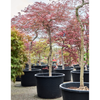 Acer palmatum Ornatum Japanse esdoorn | 245 cm