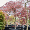 Acer palmatum Ornatum Japanse esdoorn | 245 cm