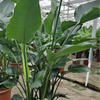 Strelitzia nicolai reginae | 225 cm