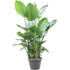 Strelitzia nicolai reginae | 130 cm