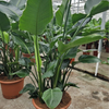 Strelitzia nicolai reginae | 225 cm