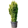 Taxus baccata Fastigiata Aurea | 175 cm