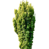 Taxus baccata Fastigiata Aurea | 175 cm