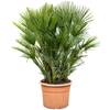 Chamaerops humilis vulcano | 115cm
