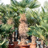 Trachycarpus Wagnerianus | 220 cm | winterharde palm