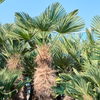 Trachycarpus Wagnerianus | 220 cm | winterharde palm