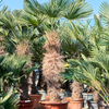Trachycarpus Wagnerianus | 220 cm | winterharde palm