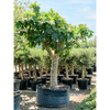 Ficus carica vijgenboom | 245 cm (pot 95 cm)