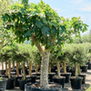 Ficus carica vijgenboom | 245 cm (pot 95 cm)