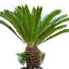 Cycas revoluta | 125cm