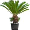 Cycas revoluta | 125cm