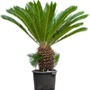 Cycas revoluta | 125cm
