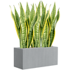 Sansevieria trifasciata ‘Laurentii’ | 81 cm