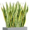 Sansevieria trifasciata ‘Laurentii’ | 81 cm